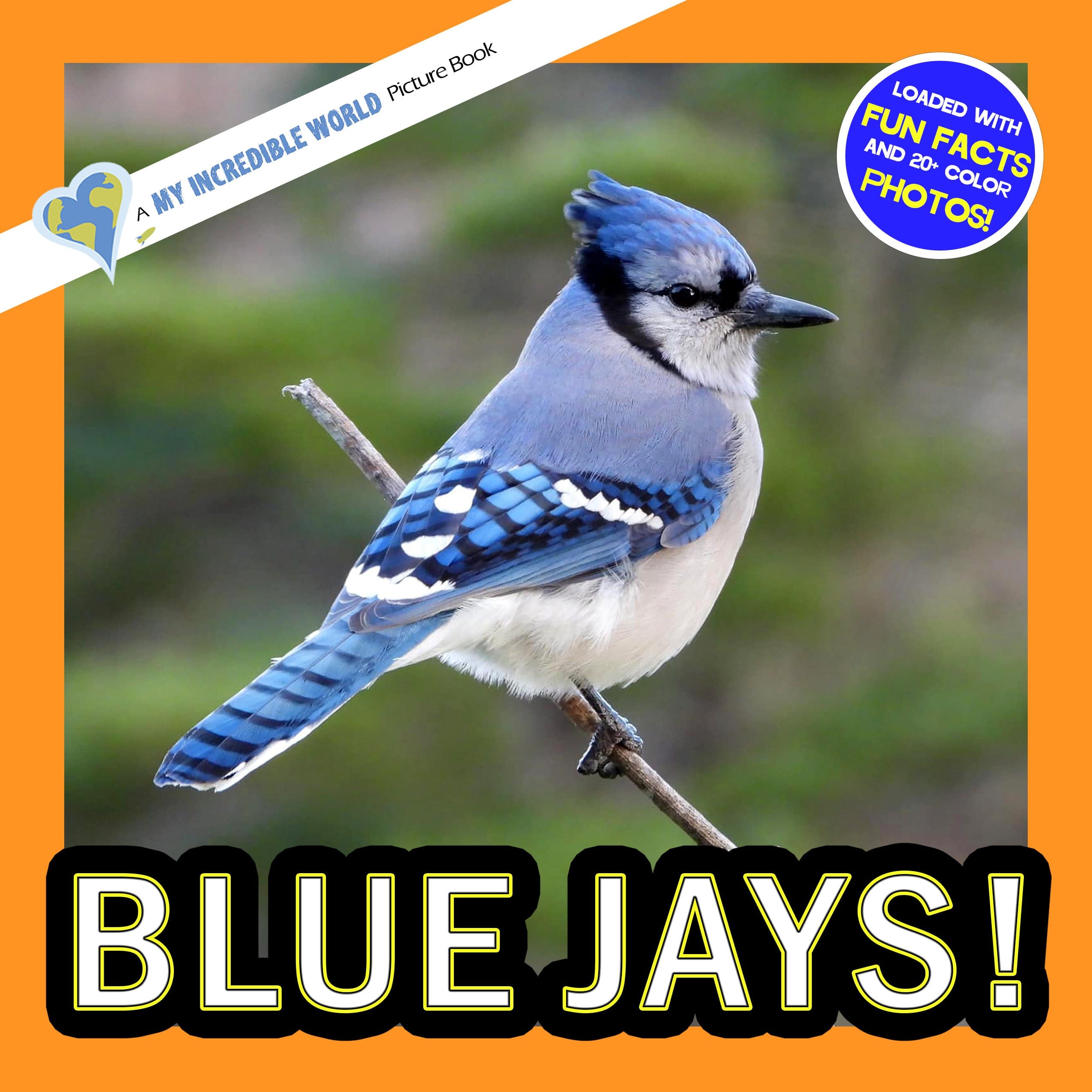 Blue Jays! A My Incredible World Picture Book for Children